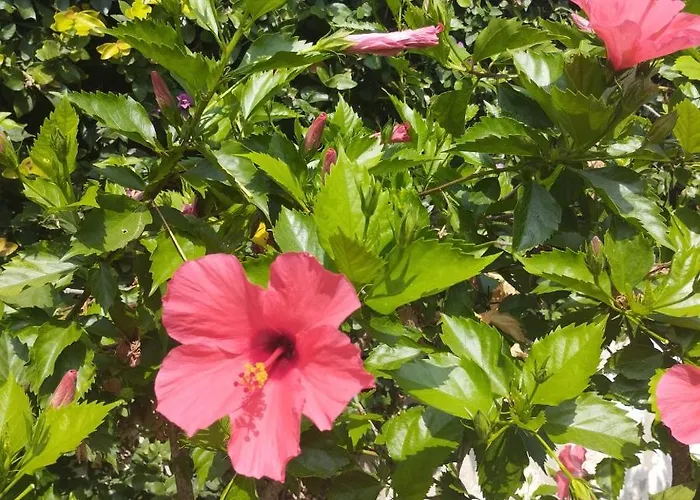 Paradis Entre Et Montagne アパート *