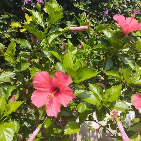 Paradis Entre Et Montagne Daire *